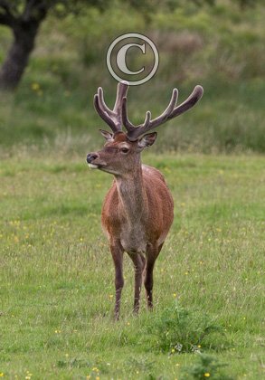 Red Stag in Velvet DM1117